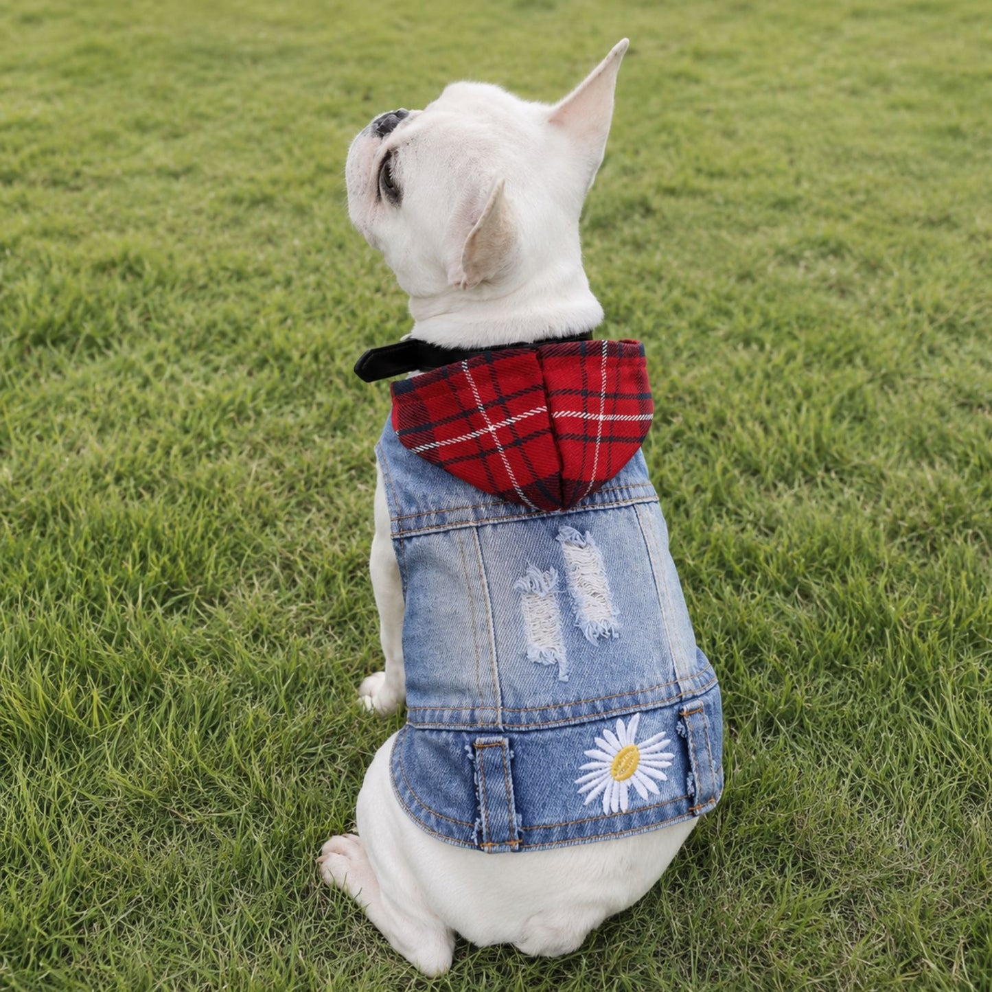 Blue Denim Dog Jacket with Red Plaid Hood and Daisy Embroidery – Small Dog Vest