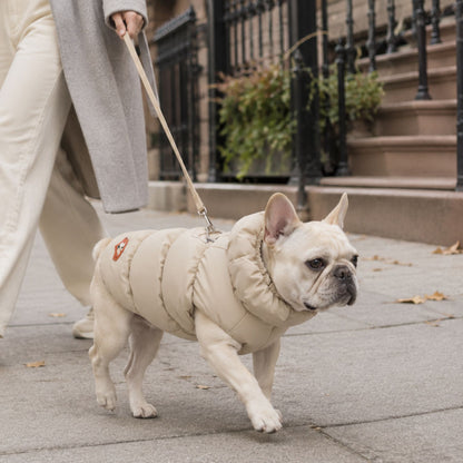 Padded Winter Dog and Cat Coat with Leash Ring – Warm Pet Jacket for Small Pets