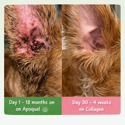 Pet Collagen Drops for Dogs – 60ml Liquid Collagen Supplement for Joint, Mobility, Skin & Coat Support